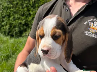 Beagle dogs ONLY 1 MALE LEFT - Gorgeous tricolour beagle pups - Advert 3