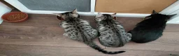 Mixed Breed cats for sale: Mix breed kittens. Mum is snow bengal  - Advert 9