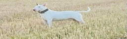 English Bull Terrier dogs for stud: fully health tested stud proven in Edinburgh - Advert 4