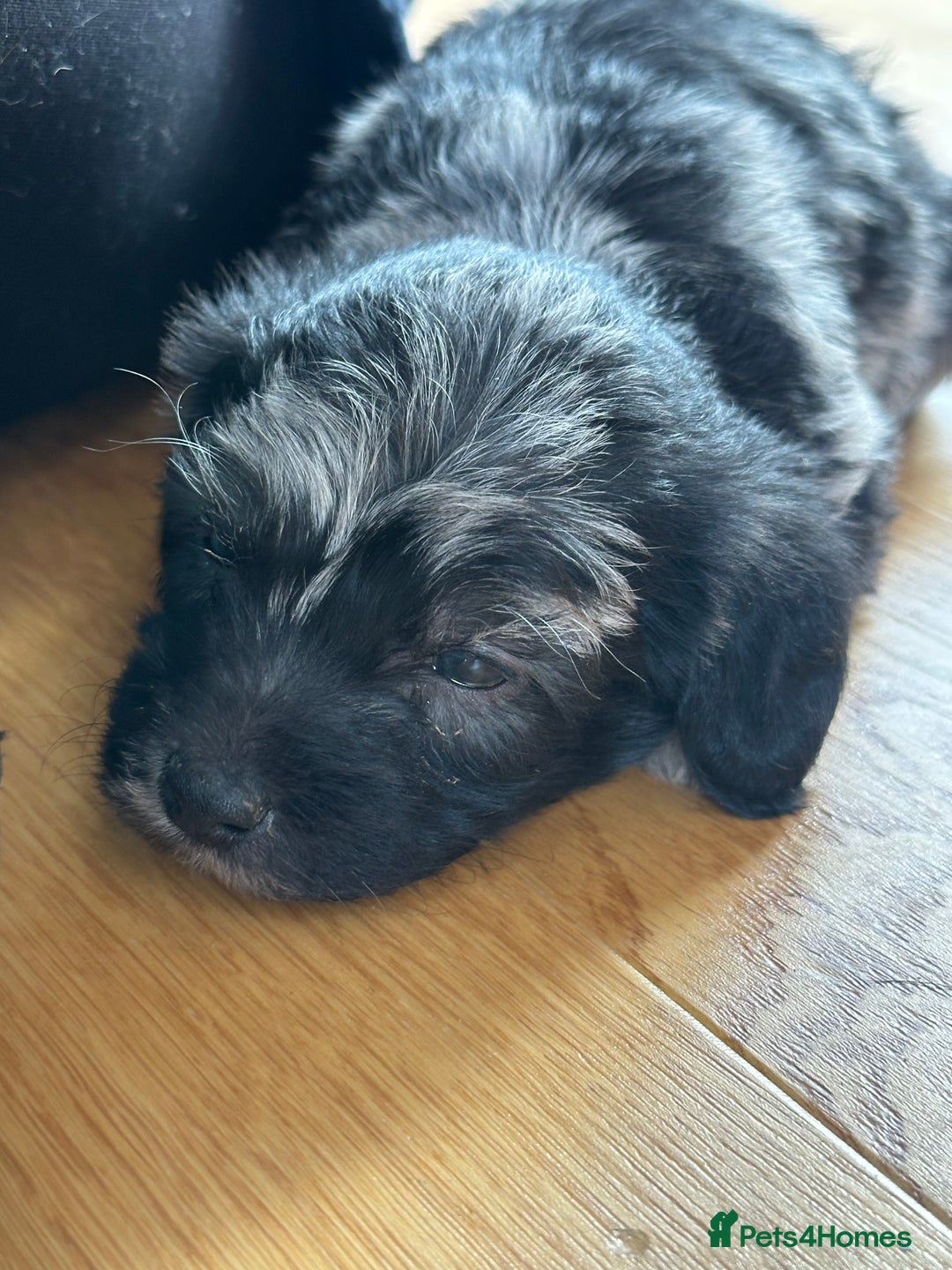 Mixed Breed dogs for sale: Cavapoo Beagle x Miniature Poodle  - Advert 26