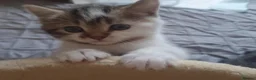 Mixed Breed cats for sale: 10 beautiful cuddly kittens - Advert 24