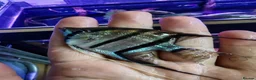 Angelfish fish for sale: Loads angelfish , breeding pairs - Advert 11