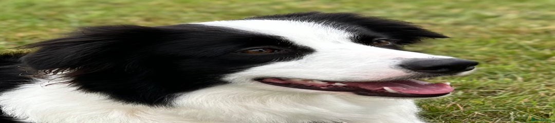 Border Collie Puppy 1