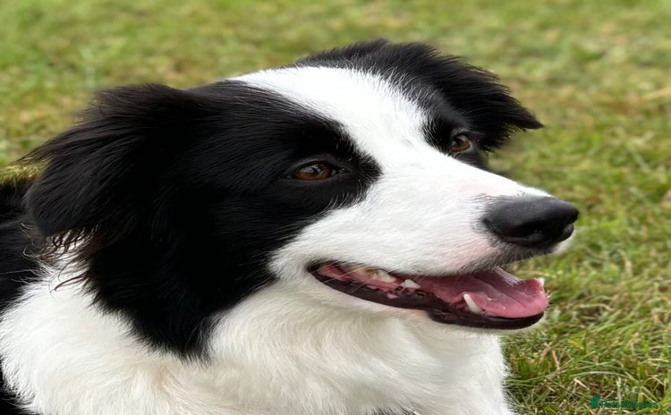 Border Collie dogs - Advert 2