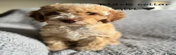 Cockapoo dogs for sale: 🐾 Stunning Litter of 8 Cockapoo Puppies! 🐾 - Advert 16