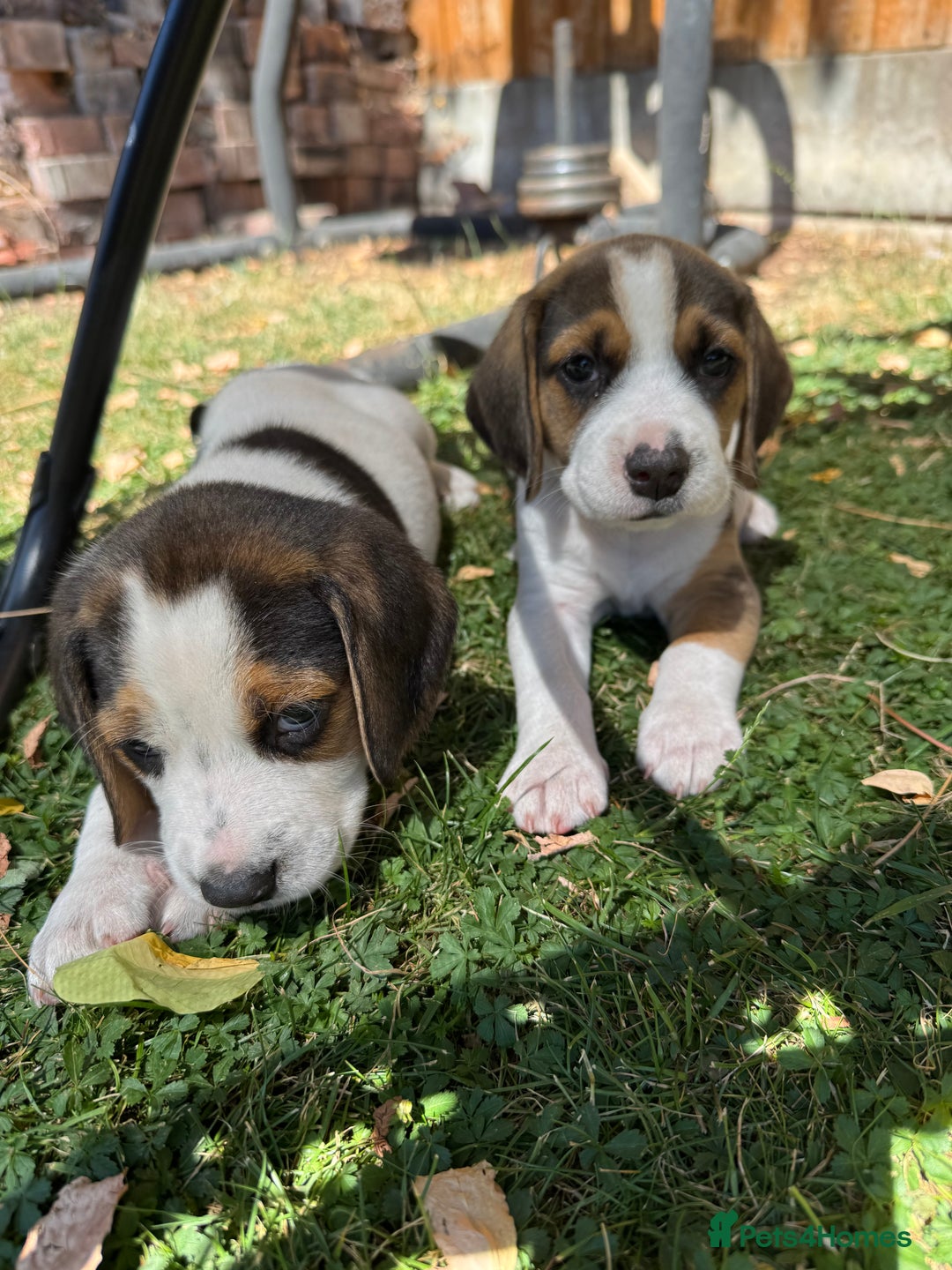 Beagle dogs for sale: Beagle puppies for sale,ready end of July - Image 14