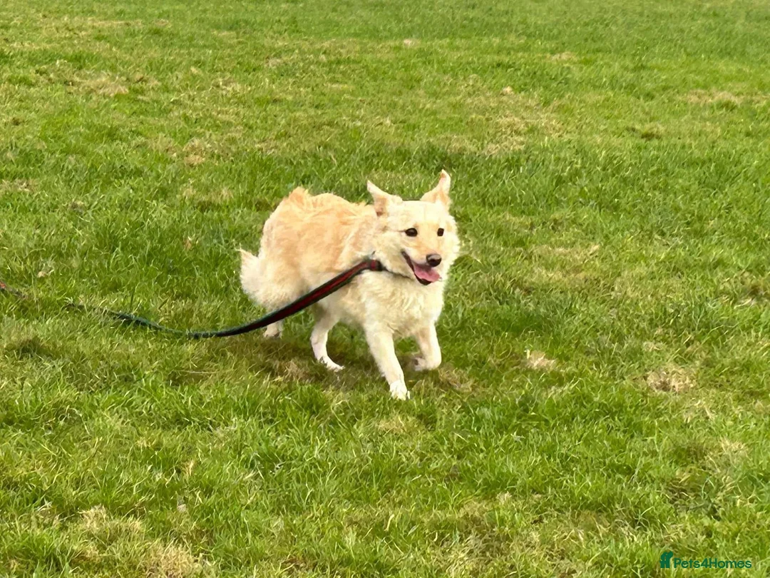 Mixed Breed dogs for adoption: Winnie - Norwich Norfolk  in Norwich - Advert 19