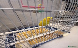 Budgerigars birds for sale: Bird and cage - Image 10