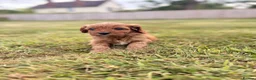 Cavapoo dogs for sale: Beautiful Cavapoo Litter of five for sale.  - Advert 14