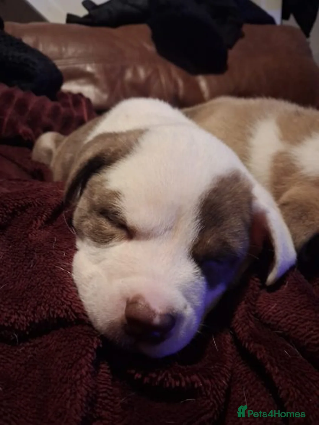 Mixed Breed dogs for sale: Akita x American staff puppies for sale  - Advert 4