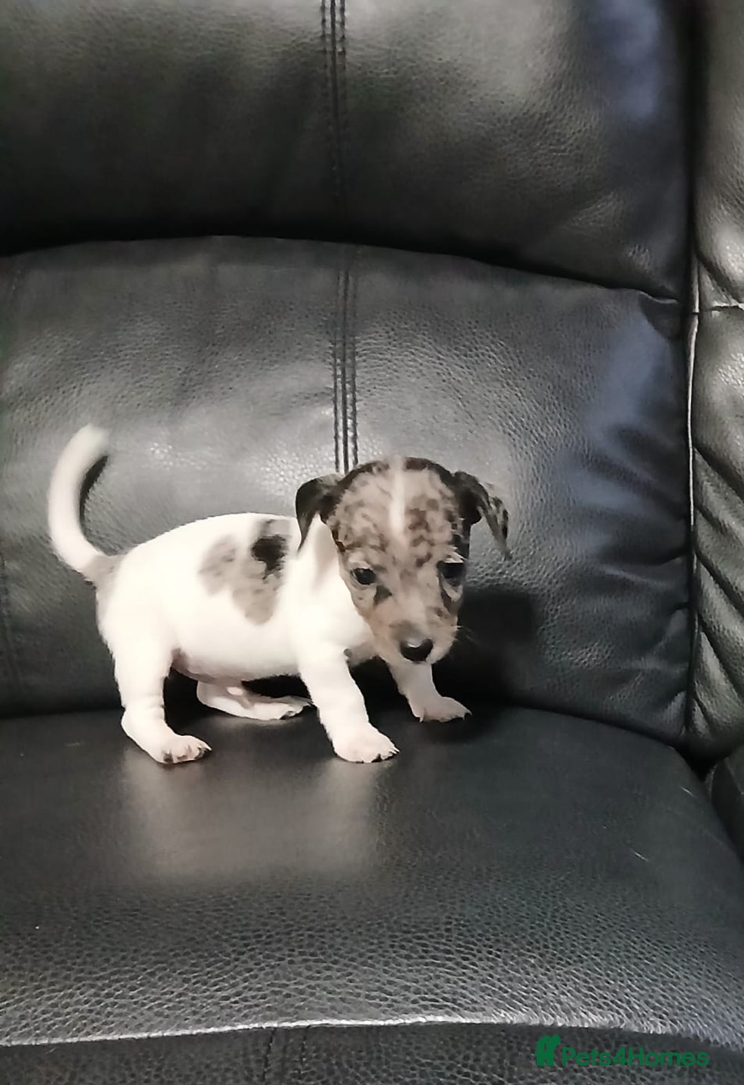 Jack Russell dogs for sale: Jack Russell puppies - Advert 10