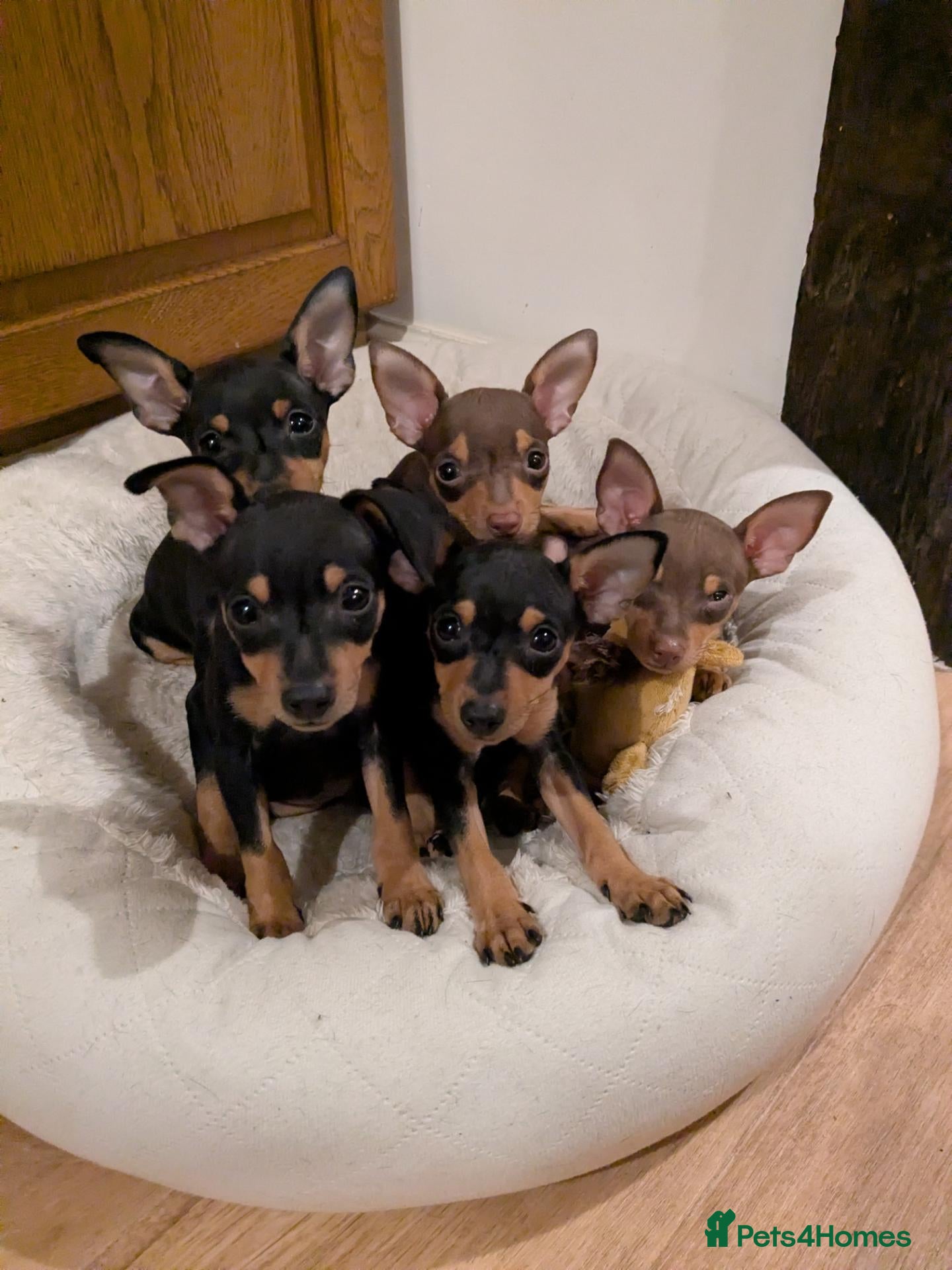 Miniature Pinscher dogs Miniature Pinscher Pups   - Advert 1