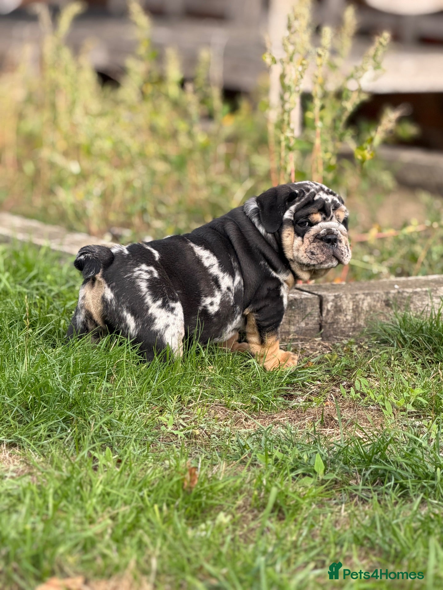 English Bulldog dogs Stunning KC reg English Bulldog puppies. - Advert 2