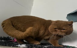 British Shorthair cats for stud: 🐻 RARE CINNAMON GCCF TICA STUD CARRYING CHOCO  in Derby - Image 2