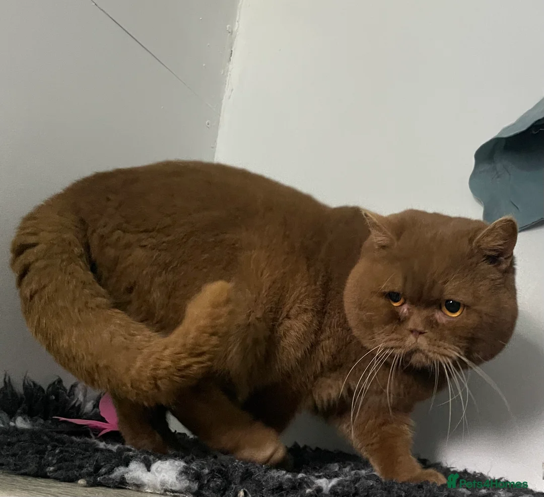 British Shorthair cats for stud: 🐻 RARE CINNAMON GCCF TICA STUD CARRYING CHOCO  - Advert 2