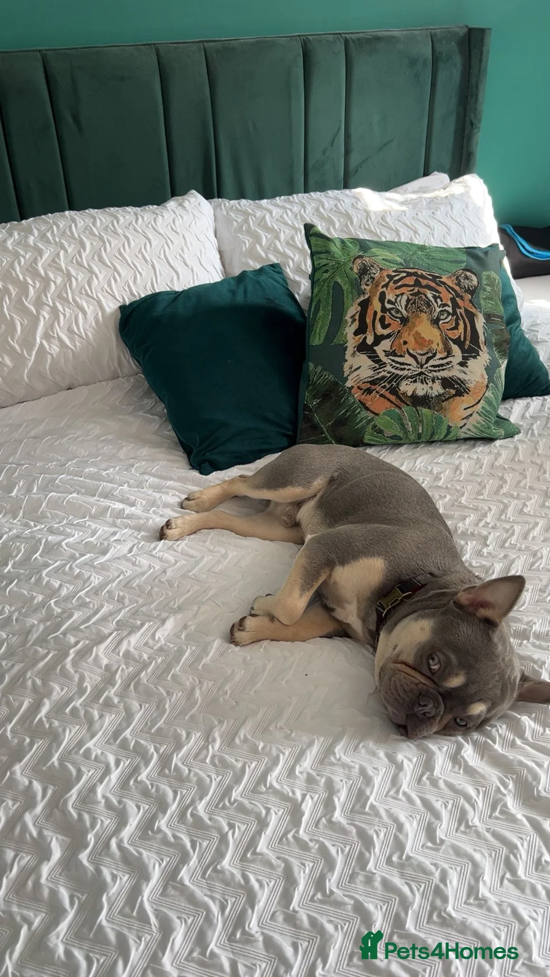 French Bulldog dogs for sale: KC registered French bulldog male puppy in Margate - Advert 10