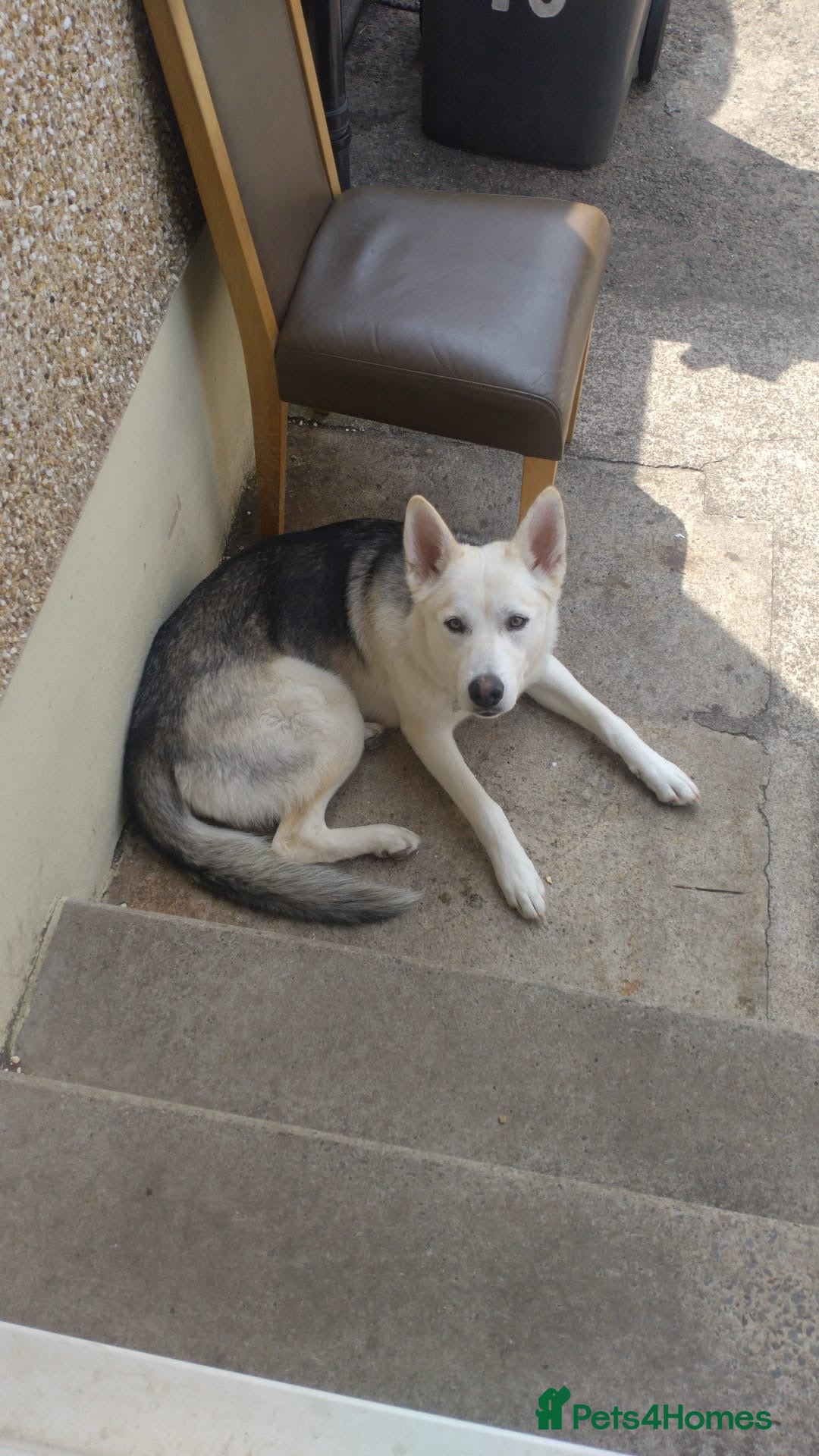 Mixed Breed dogs for sale: Apollo - 1 year old shepsky - Image 3