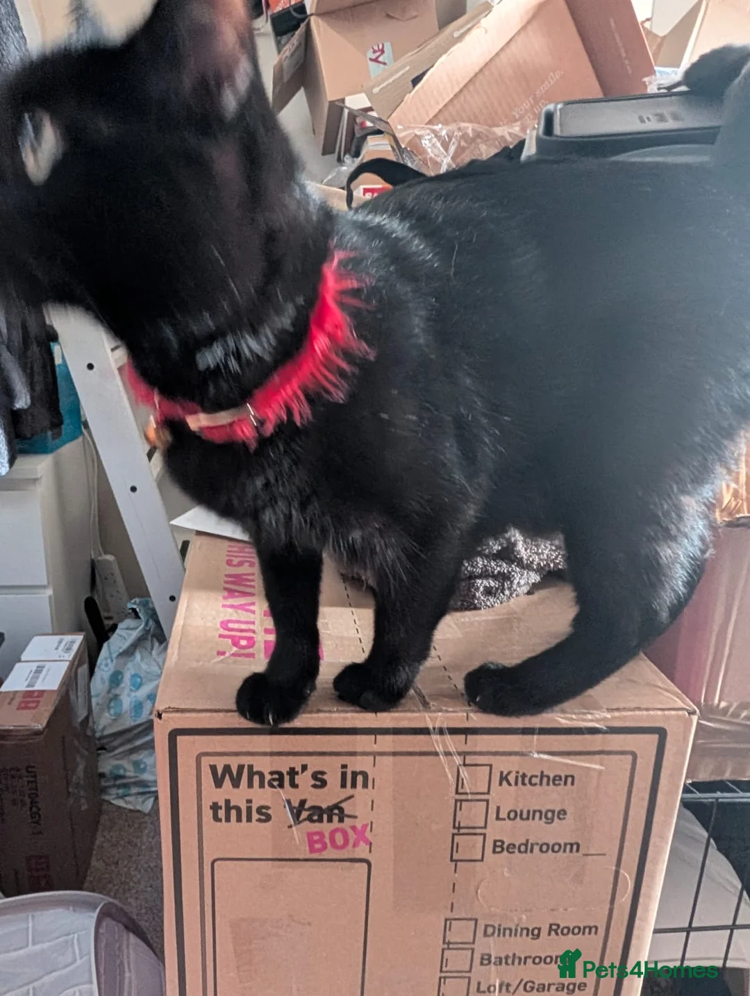 Bombay cats for sale: 🌸 Female Cat Looking for a New Home 🌸 - Advert 7