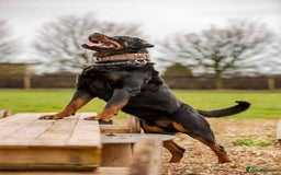 Rottweiler dogs for sale: Beautiful KC registered Rottweiler puppies  - Image 28