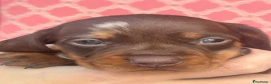 Miniature Dachshund 3