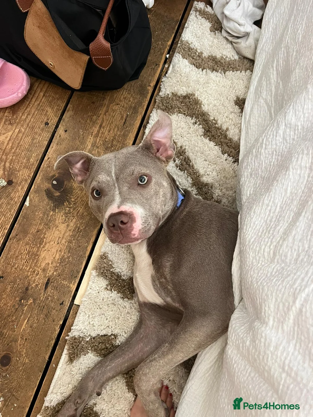 Mixed Breed dogs for sale: Staffy x Female x  - Advert 7