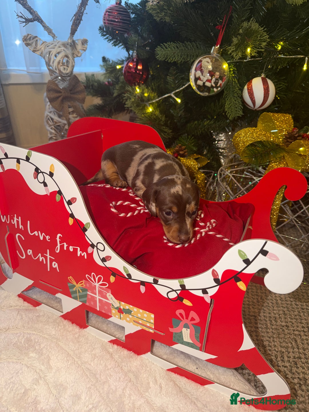 Miniature Dachshund dogs for sale: KC reg Miniature Dachshunds available 24thDecember - Advert 6