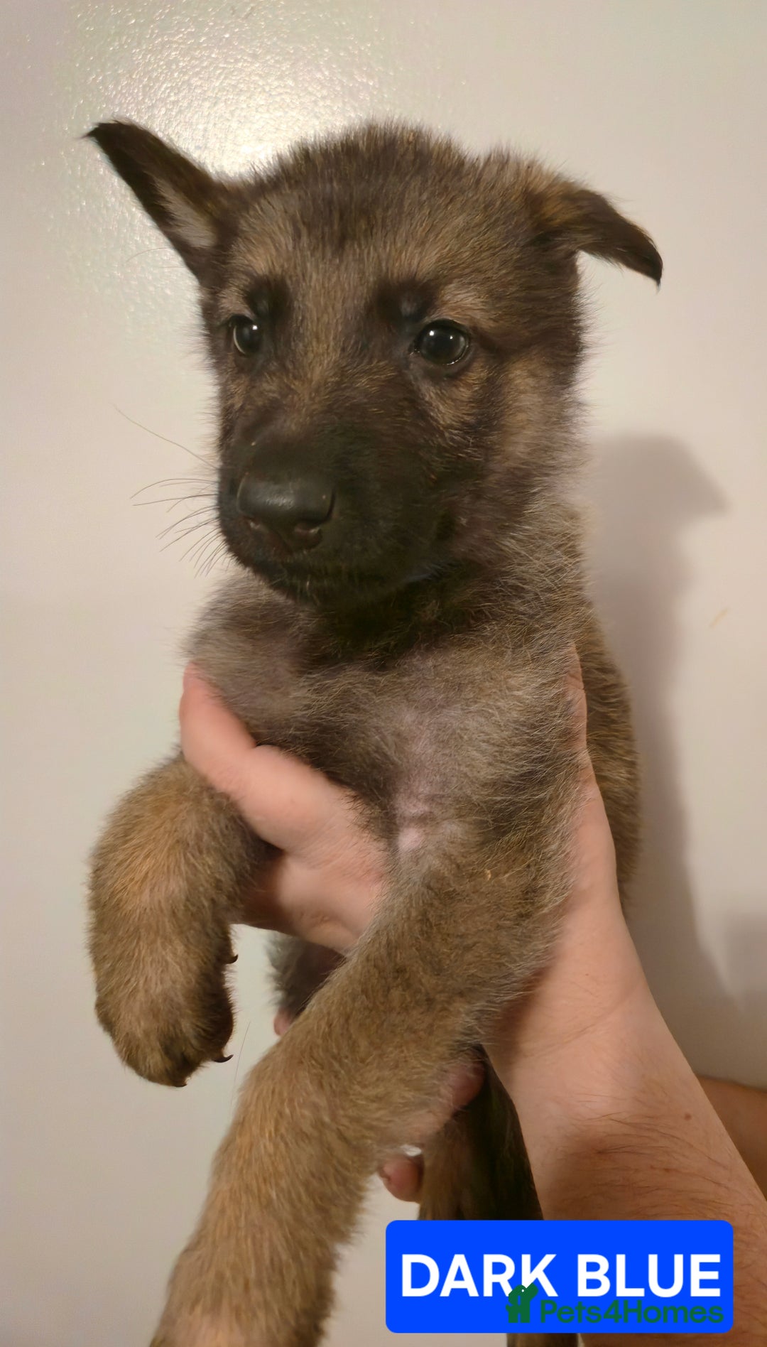German Shepherd dogs for sale: German Shepherd Puppies - Advert 21