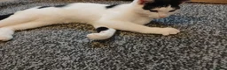 Mixed Breed cats for sale: Pandy in Birkenhead - Advert 4
