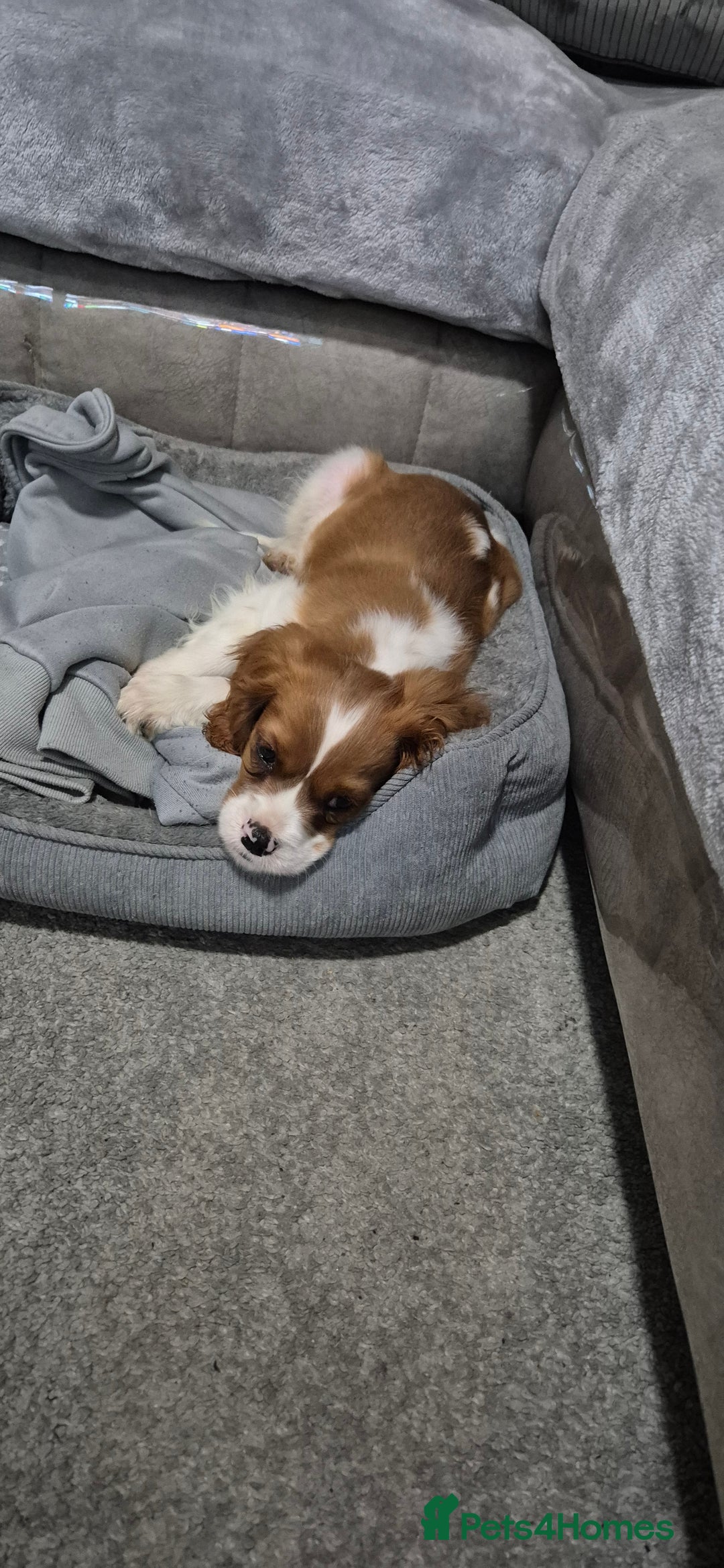 Cavalier King Charles Spaniel dogs for sale: Rehoming ASAP,  male, cavalier king Charles  - Advert 1