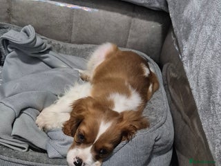 Cavalier King Charles Spaniel dogs Rehoming ASAP, male, cavalier king Charles - Advert 1