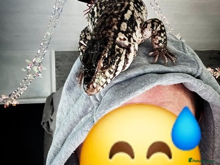 Monitor reptiles Devil Line Red Tegu Female CB25 - Advert 1