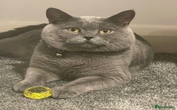 British Shorthair cats for stud: For stud - Advert 2