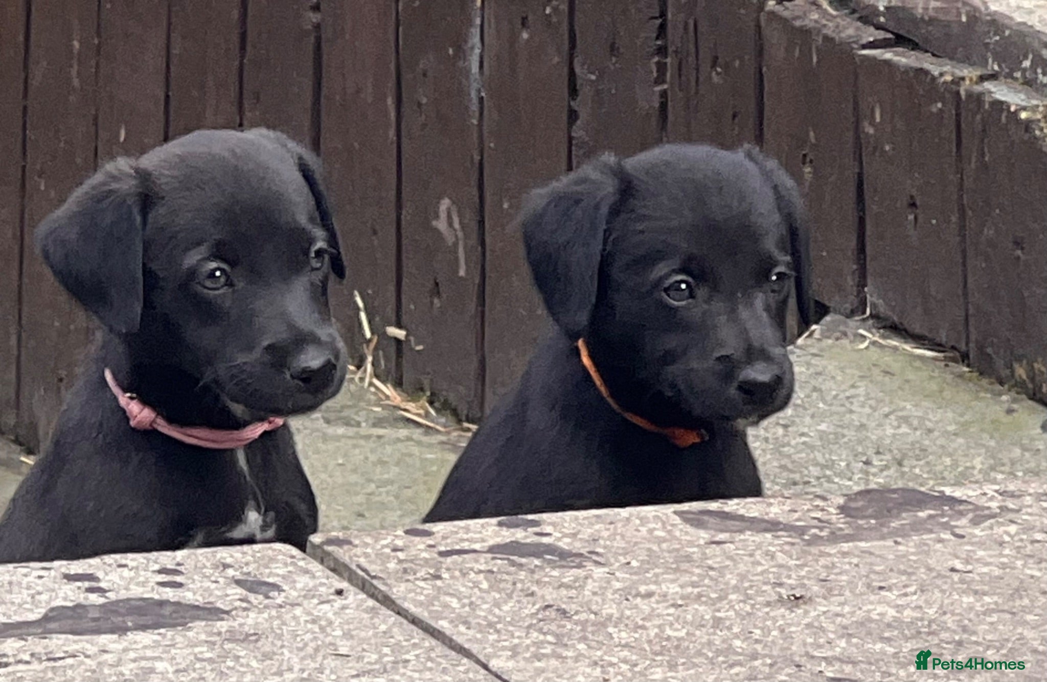 Mixed Breed dogs Beautiful F1 Bedlington Whippet  - Advert 1