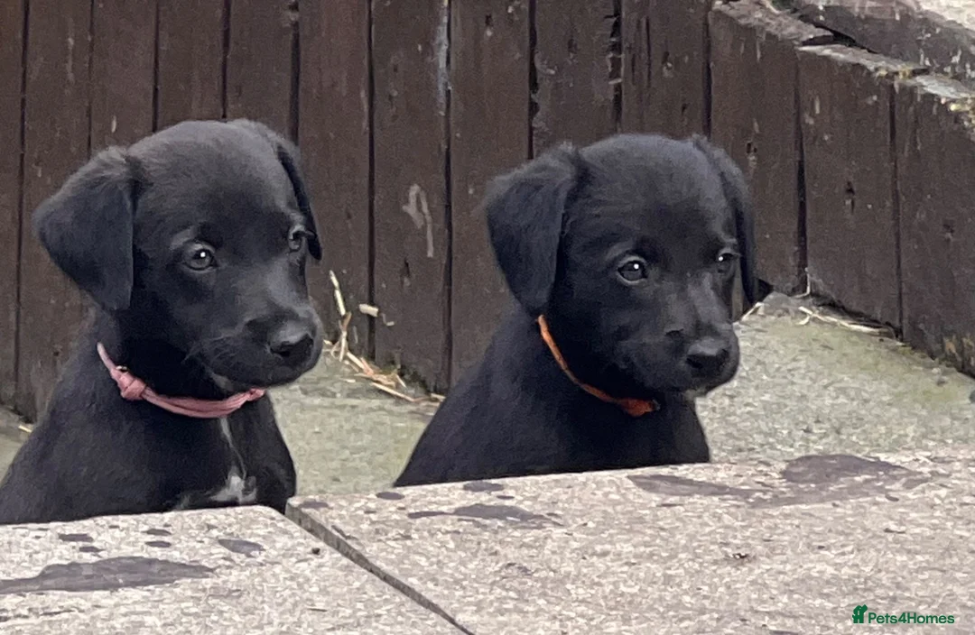 Mixed Breed dogs for sale: Beautiful F1 Bedlington Whippet  in Bradford - Advert 1