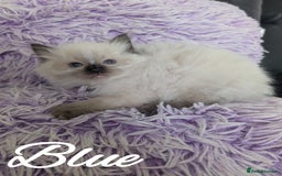 Ragdoll cats for sale: GCCF REG PEDIGREE RAGDOLL KITTENS - Image 19