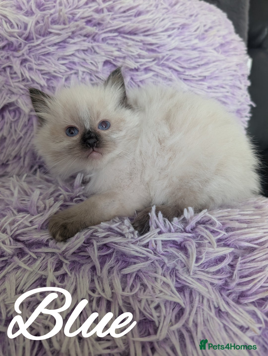 Ragdoll cats for sale: GCCF REG PEDIGREE RAGDOLL KITTENS - Image 19