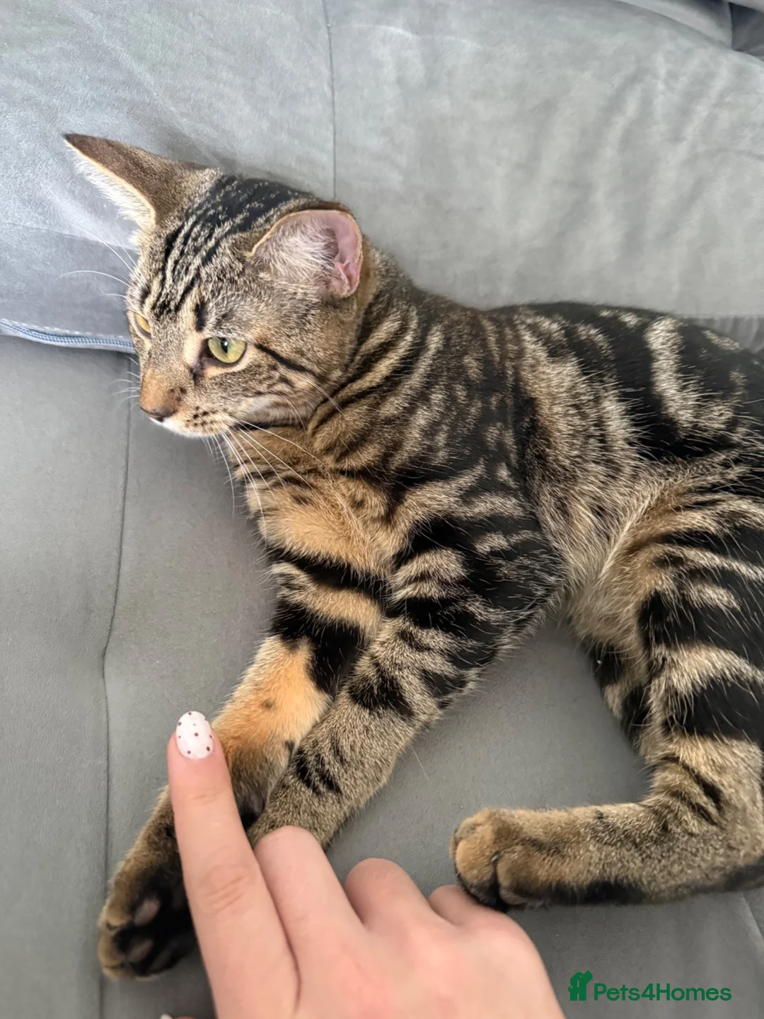 Mixed Breed cats for sale: Adorable Kittens Looking for Their Forever Homes - Advert 1