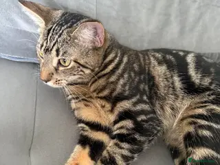 Mixed Breed cats Adorable Kittens Looking for Their Forever Homes - Advert 16