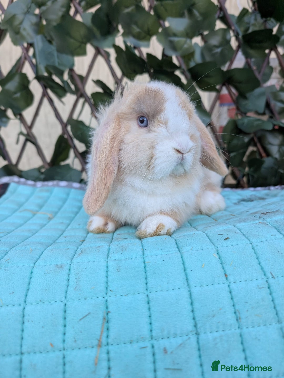 Mini Lop rabbits for sale: Pure mini lop babies  - Advert 25