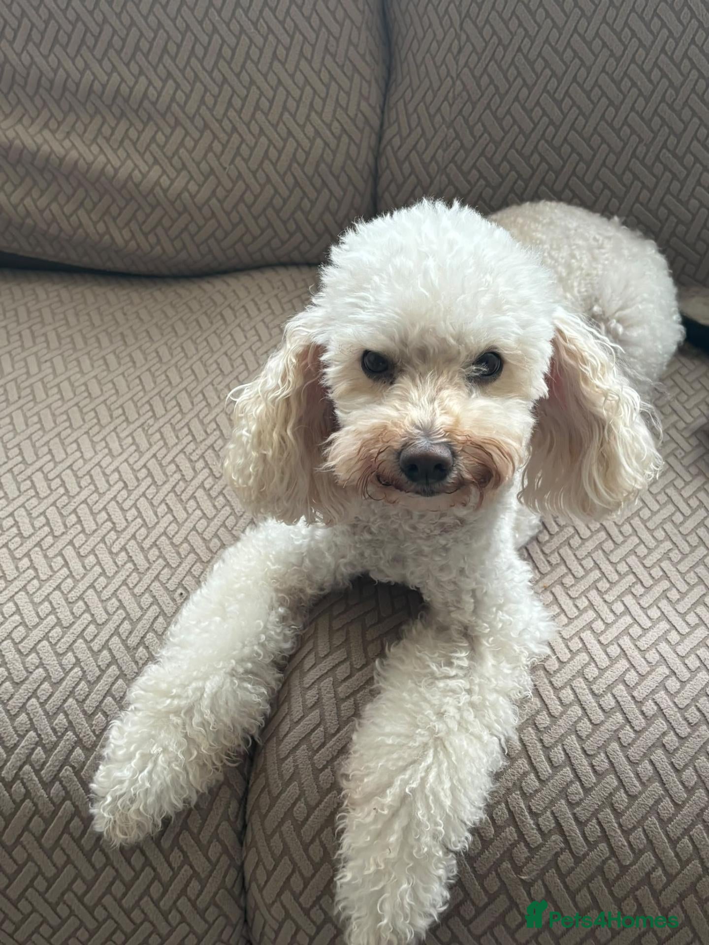 Miniature Poodle dogs Miniature poodle - Advert 1