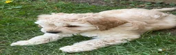 Cockapoo dogs for sale: READY NOW F1 Cockapoo boys  - Advert 4
