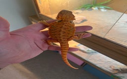 Bearded Dragon reptiles for sale: Baby bearded dragon  - Image 2