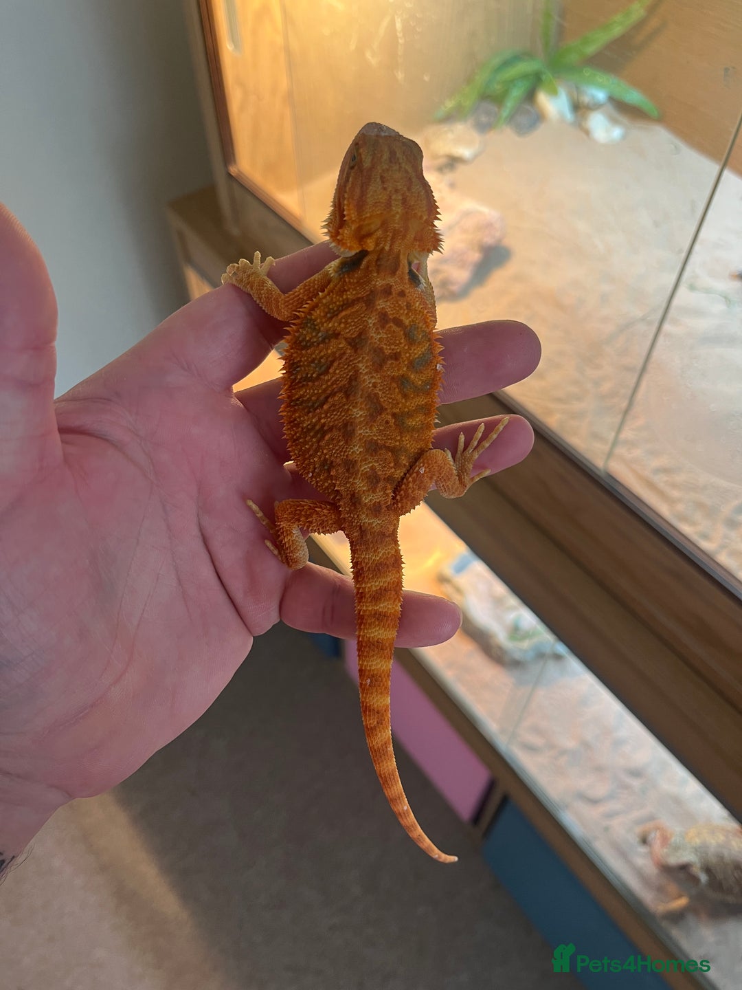 Bearded Dragon reptiles for sale: Baby bearded dragon  - Image 2