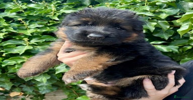 German Shepherd dogs - Advert 7