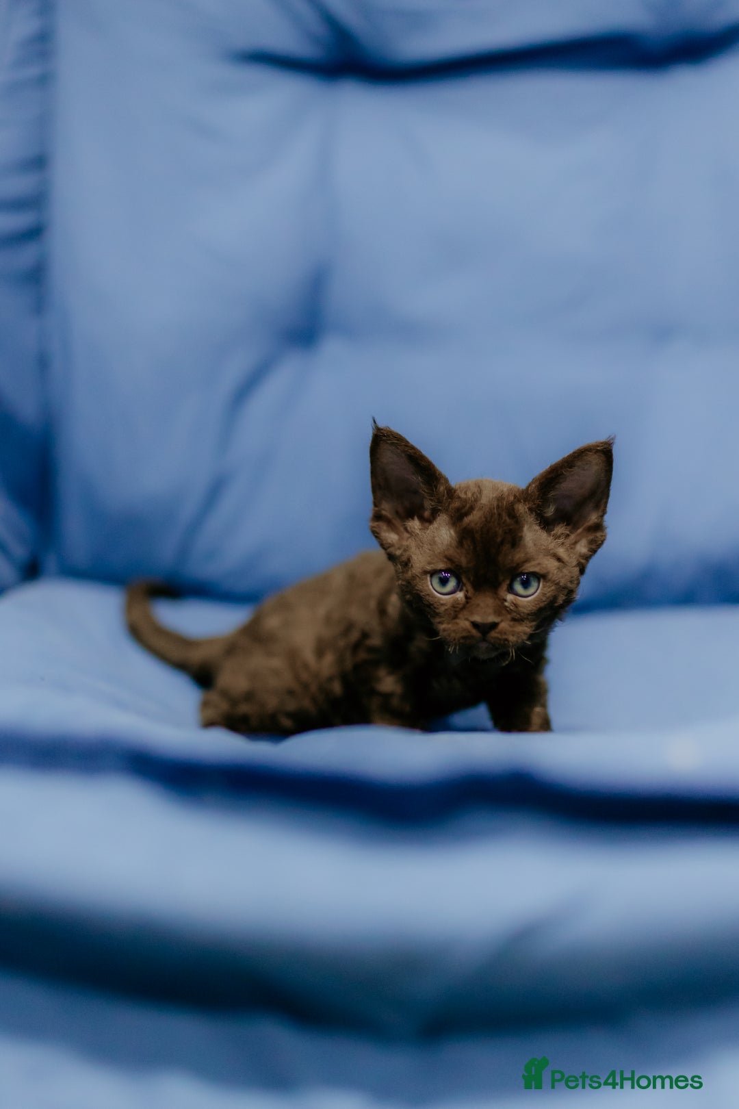 Devon Rex cats for sale: Adorable GCCF Registered DevonRex Kittens FOR SALE - Advert 34