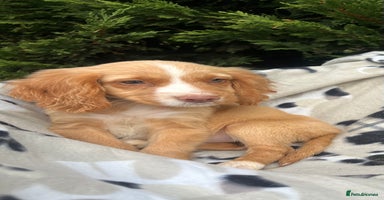 Cocker Spaniel dogs - Advert 8