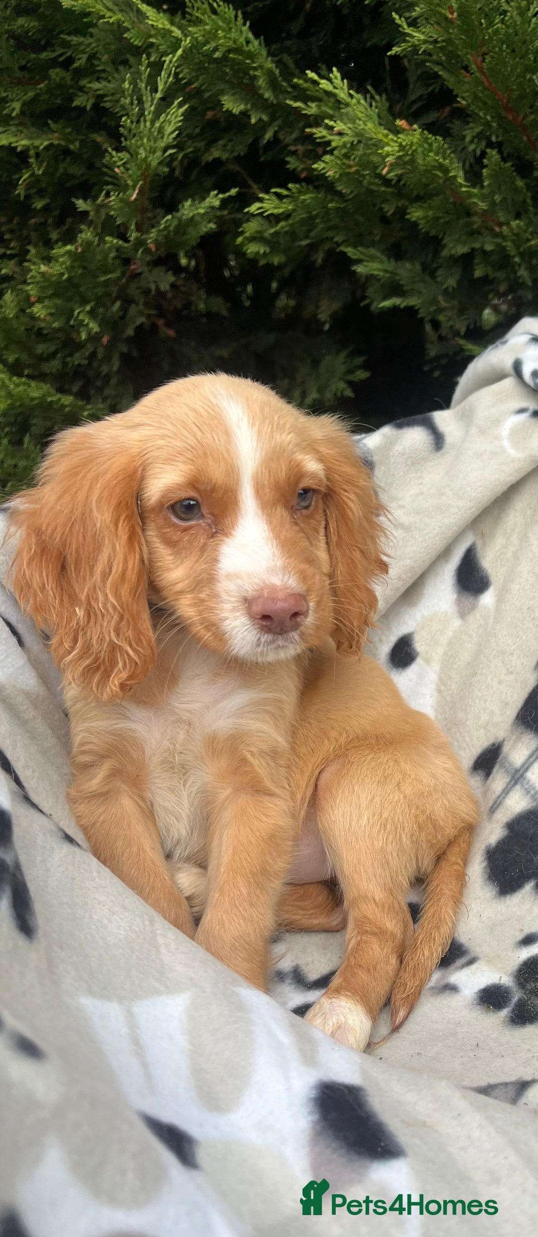 Cocker Spaniel dogs for sale: Five beautiful cocker spaniels - Image 3