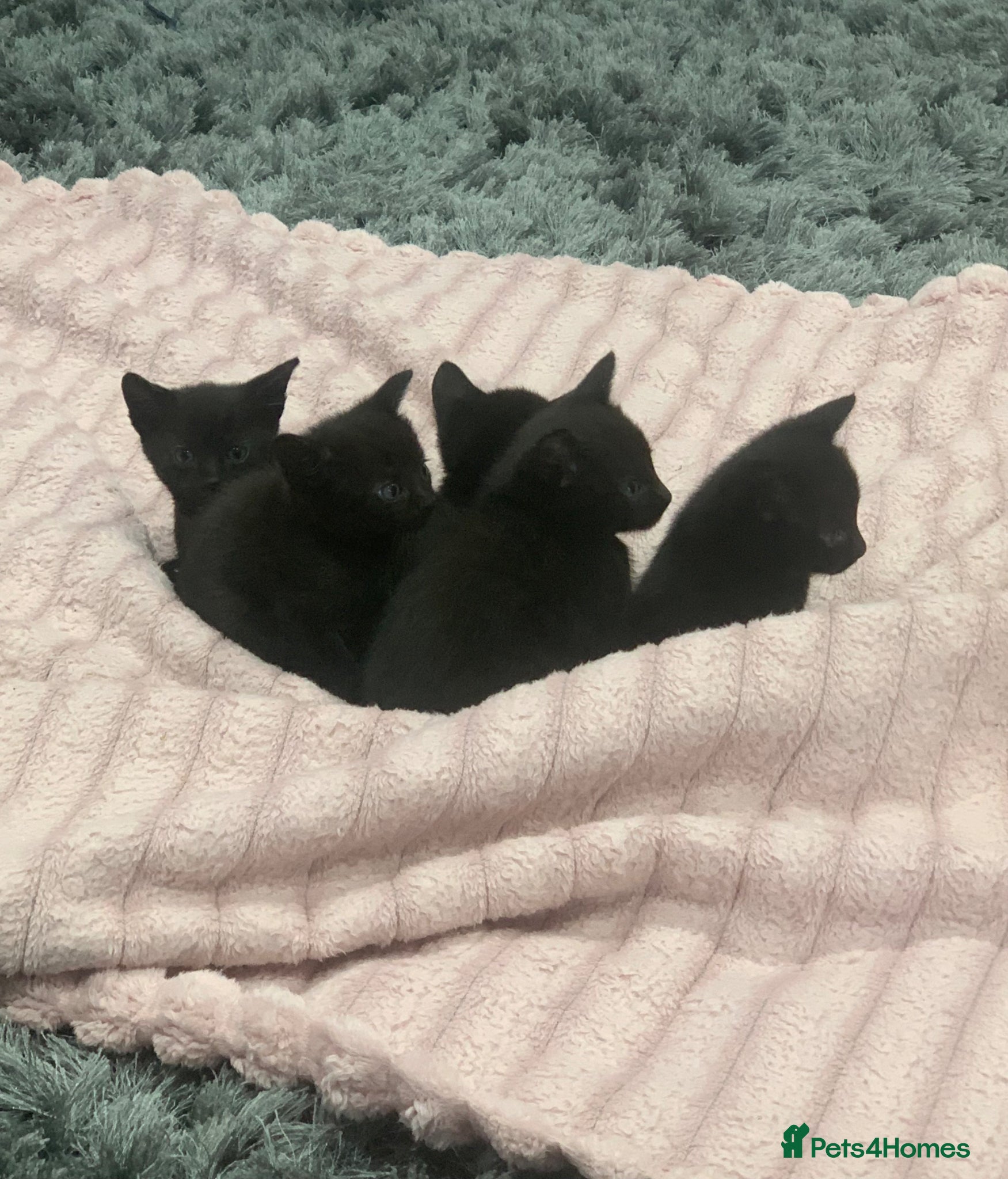 Mixed Breed cats Gorgeous mixed kittens  - Advert 1