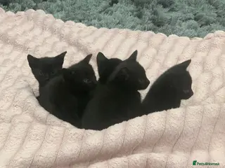 Mixed Breed cats Gorgeous mixed kittens - Advert 1