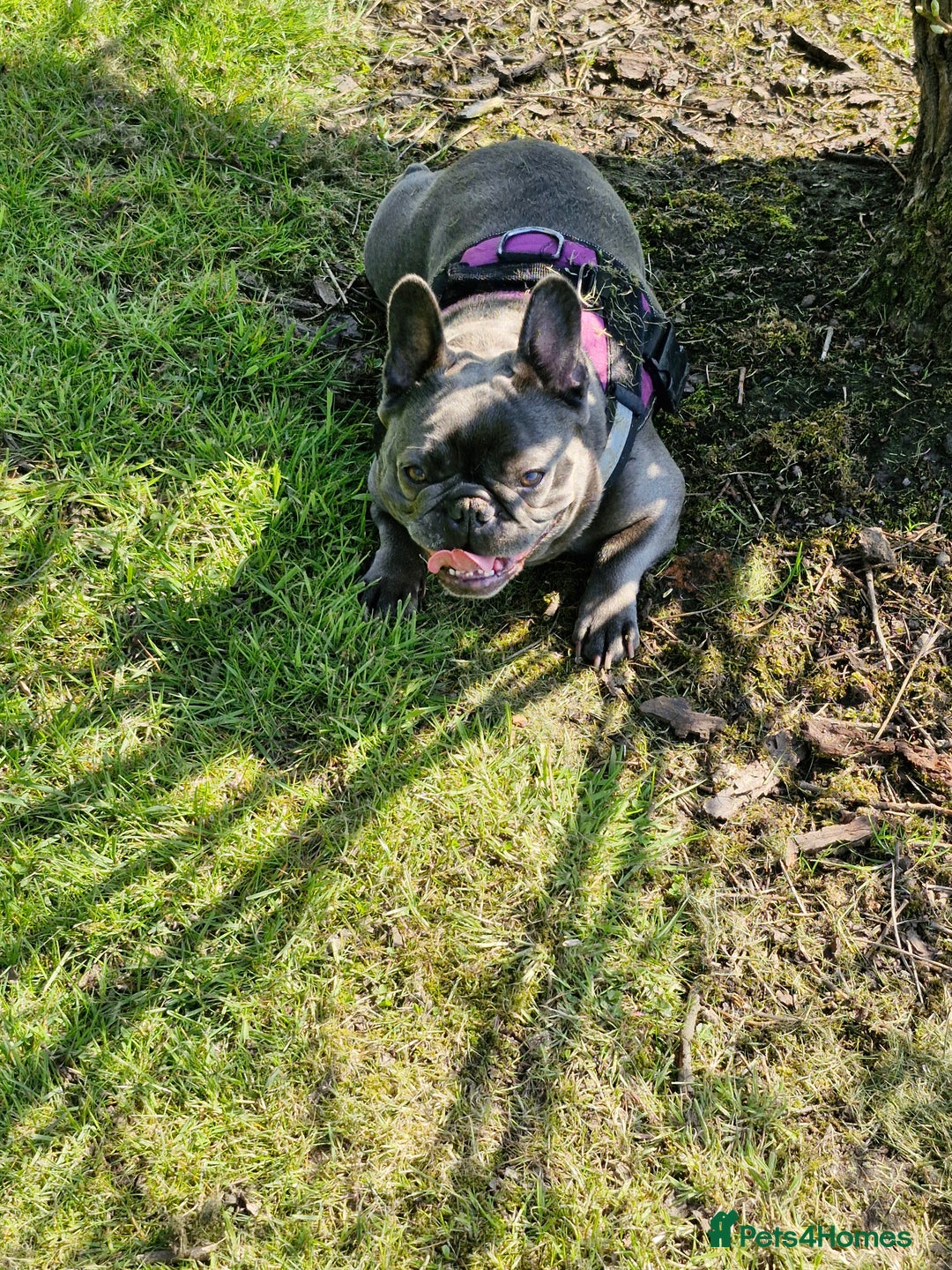 French Bulldog dogs for sale: Beautiful girl looking for family environment  - Image 1